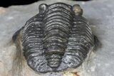 Diademaproetus Trilobite - Ofaten, Morocco #130531-3